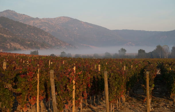 Vignoble de Viña Vik, Millahue, Chili