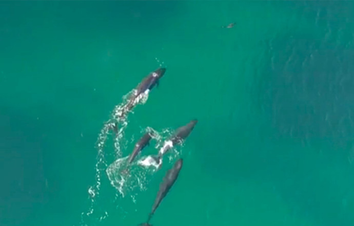 Un requin chassé au large de Cronulla.