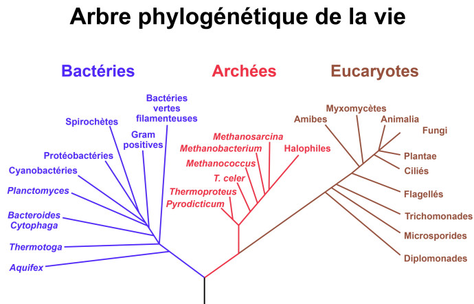 LUCA serait le premier être vivant, ayant ensuite donné naissance aux bactéries, et aux archées elles mêmes à l’origine des eucaryotes, les organismes micro cellulaires les plus complexes qui composent aujourd’hui les végétaux et les animaux.