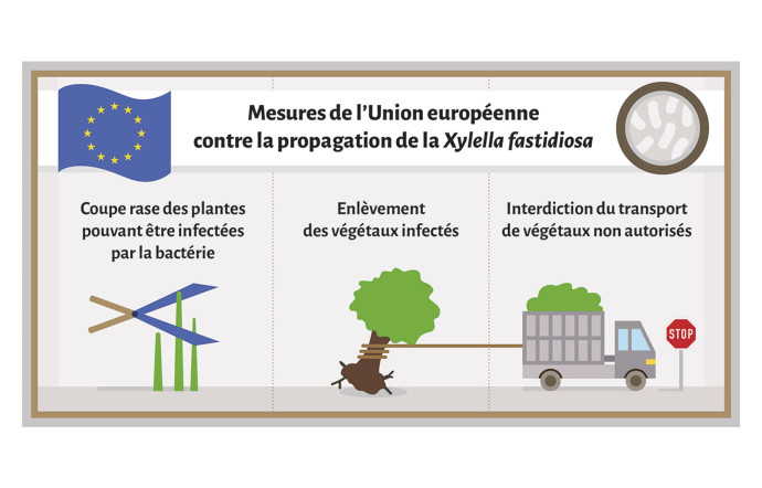 Xylella fastidiosa, la grande menace.