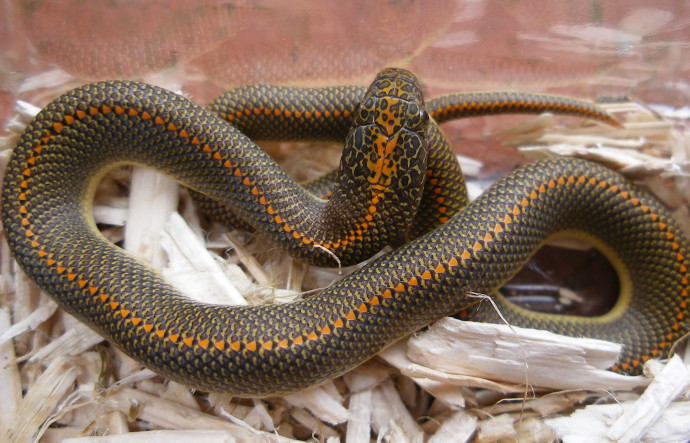 Les serpents pourraient faire avancer la recherche sur la moelle épinière