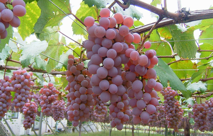 Les bons vins made in... Japan