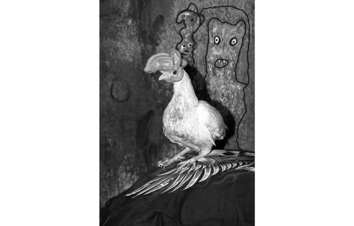 Chicken on Back, 2016.