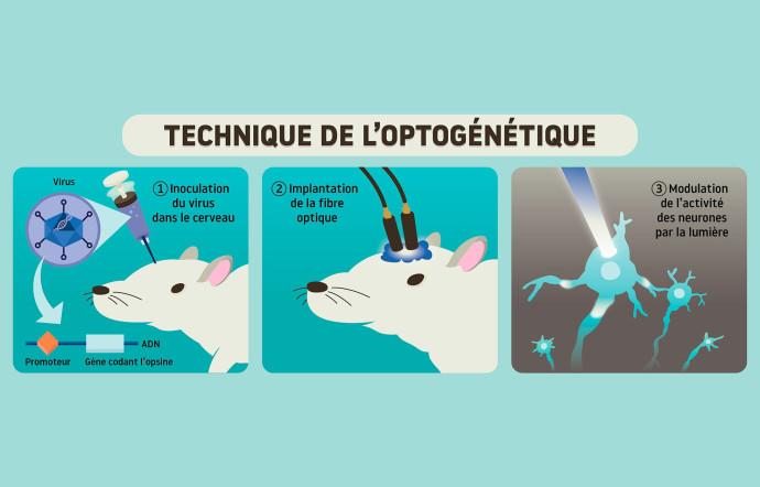 Technique de l’optogénétique.
