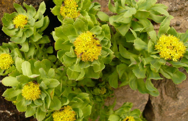 La rhodiole, posologie.