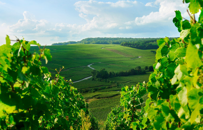 L’histoire de cette maison de champagne remonte à la fin du XVIIIe siècle.