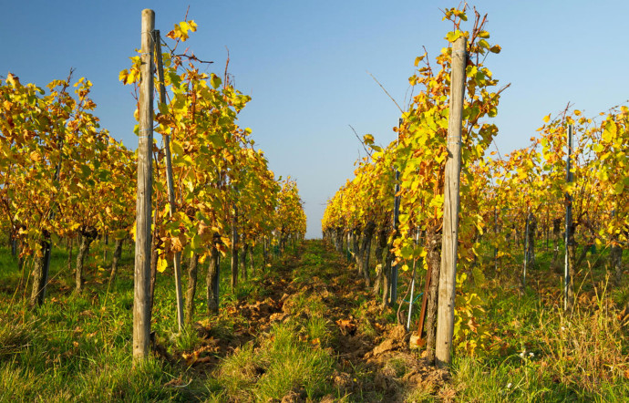 Riesling, sylvaner, muscat, gewurzt… En Alsace, les cépages blancs sont les rois.