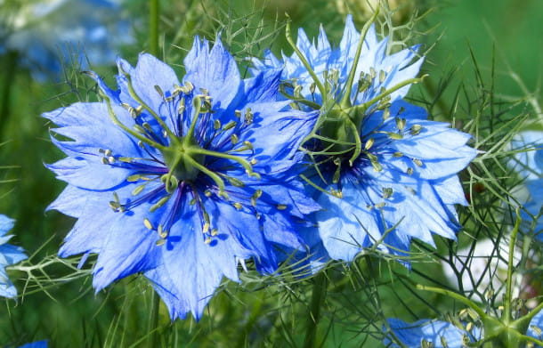Nigelle.