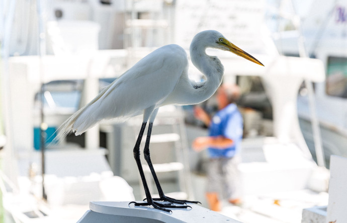 Une aigrette attend le retour de la pêche aux Keys Fisheries.