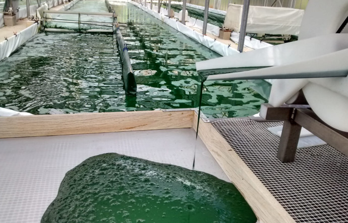 Culture de spiruline en bassin.
