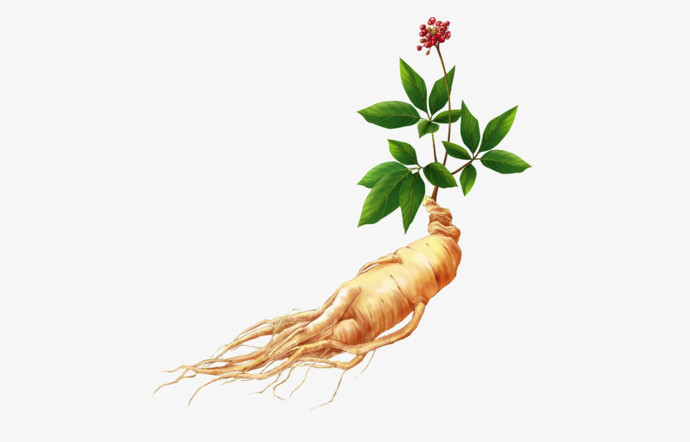 C’est la rencontre, au début du XVIIIe siècle, d’un jésuite avec la médecine chinoise qui a permis la découverte du ginseng dans notre partie du globe.