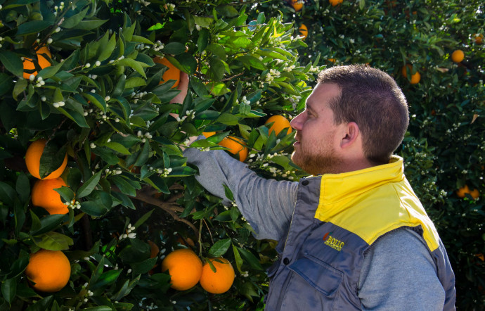 Le secteur est particulièrement concurrentiel en Espagne, notamment dans le sud, où les conditions climatiques sont propices aux orangeraies.