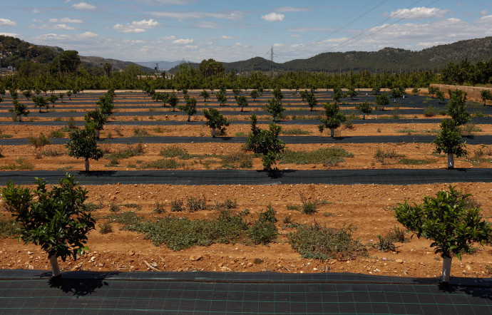 Le domaine Santa María de Aguas Vivas, entouré d’orangeraies, abrite les bâtiments du service R&D de Bollo.