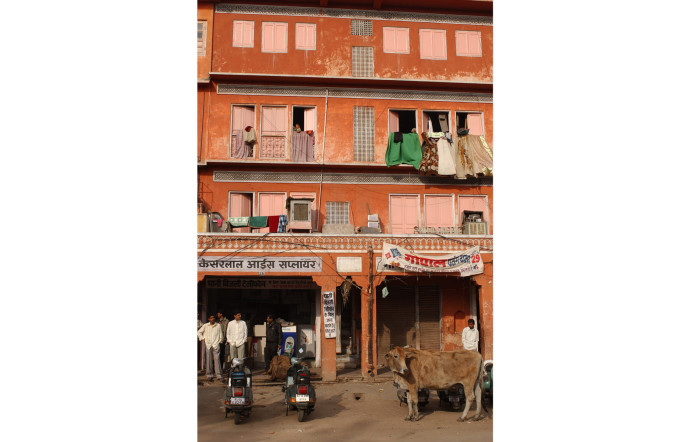 Vache sacrée dans Pink City, le centre historique de Jaipur.