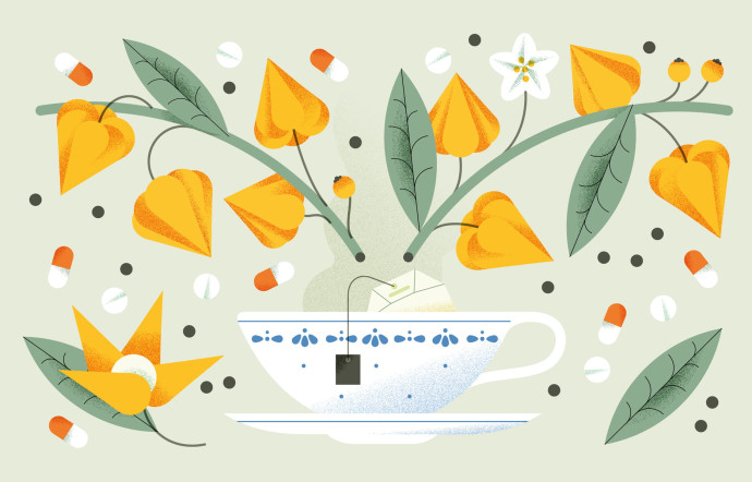 Physalis, antibactérien, anti-inflammatoire... antitout !