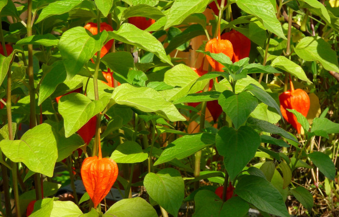Le physalis, aussi appelé amours-encage, lanterne japonaise ou alkékenge, mais aussi cerise d’hiver ou mirabelle de Corse.