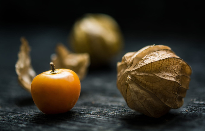 Malgré son intérêt gustatif et médicinal connu depuis le Moyen Age, la plante, forcément cueillie à la main, n’a que peu suscité l’enthousiasme auprès des cultivateurs à travers le monde.