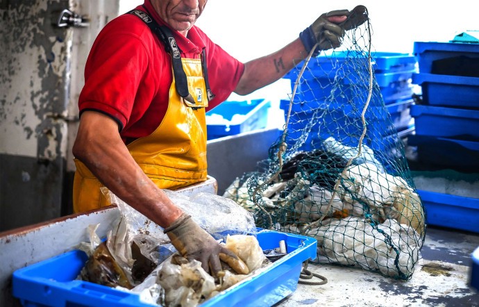 Grâce aux 400 bateaux de pêche partenaires qui sillonnent les mers, l’entreprise crée une chaîne vertueuse du pêcheur jusqu’au consommateur.