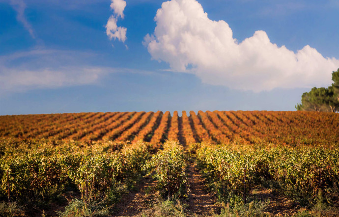 Des rouges aromatiques et élégants, des blancs frais et délicats, des rosés fruités et festifs… Les vins des Costières de Nîmes ont en commun ce caractère méridional qui signe leur origine.