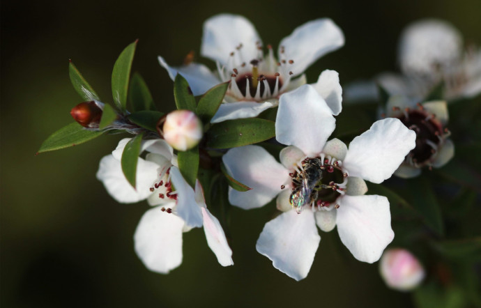 Le manuka et sa fleur.