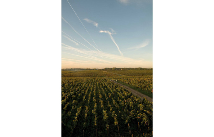Les consommateurs recherchent des vins plus faciles à boire, plus vifs, digestes et peu marqués par le bois.