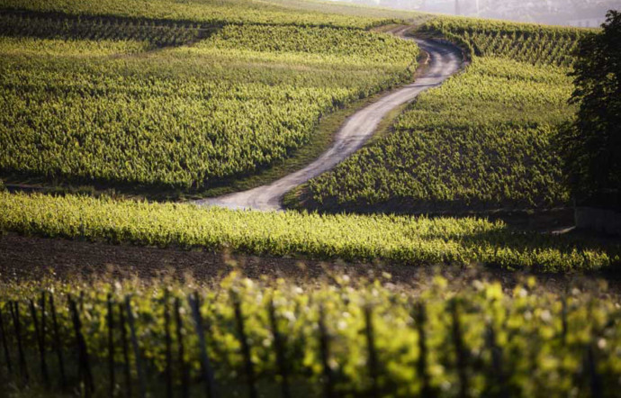 Le vignoble Taittinger.