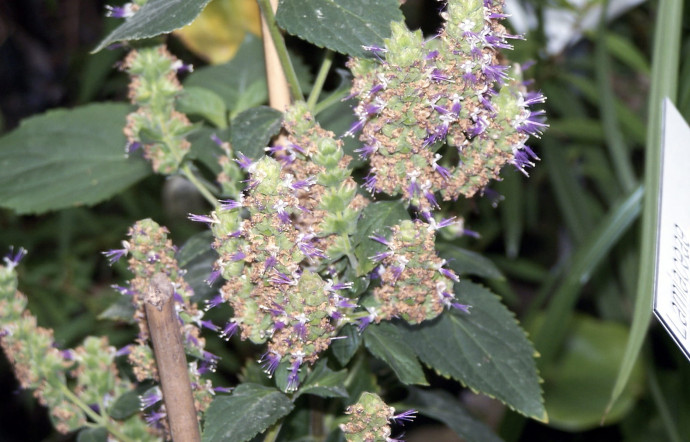 Un plant de patchouli.