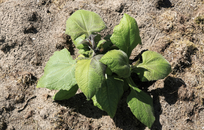 Un plant de yacon.