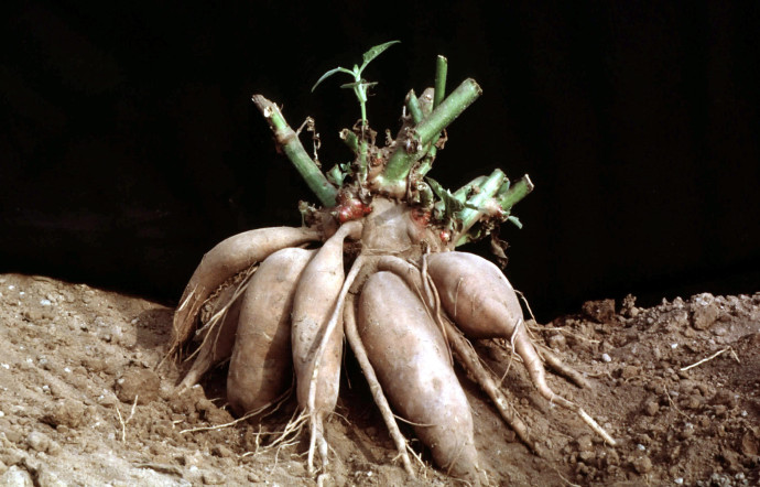 Les racines du yacon, où poire de terre.