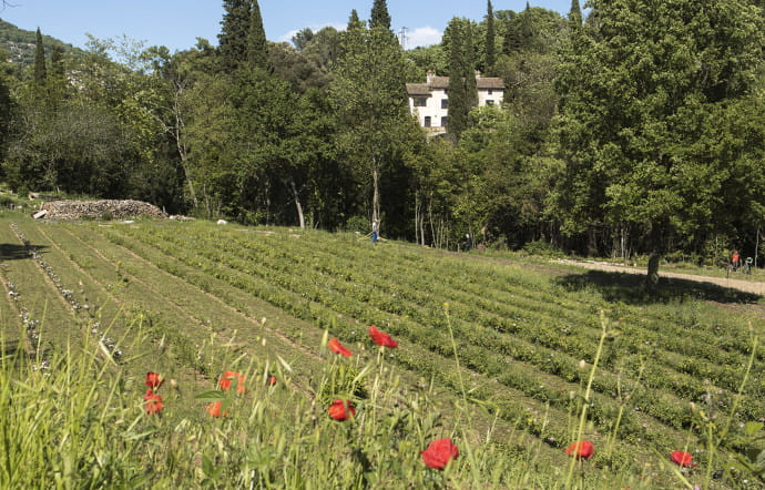 Good Boom : parfums nature, retour en Grasse - The Good Life
