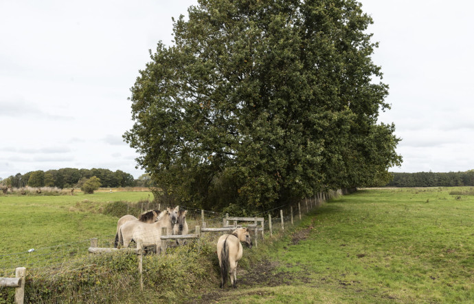 A proximité du Zoute, la réserve naturelle du Zwin offre de belles possibilités de promenade.