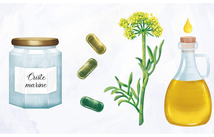 Fenouil marin, perle de roche aux bienfaits thérapeutiques