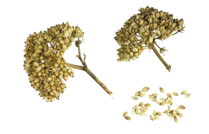 Crithmum maritimum, fenouil marin, criste marine, céleri de mer ou perce-pierre.
