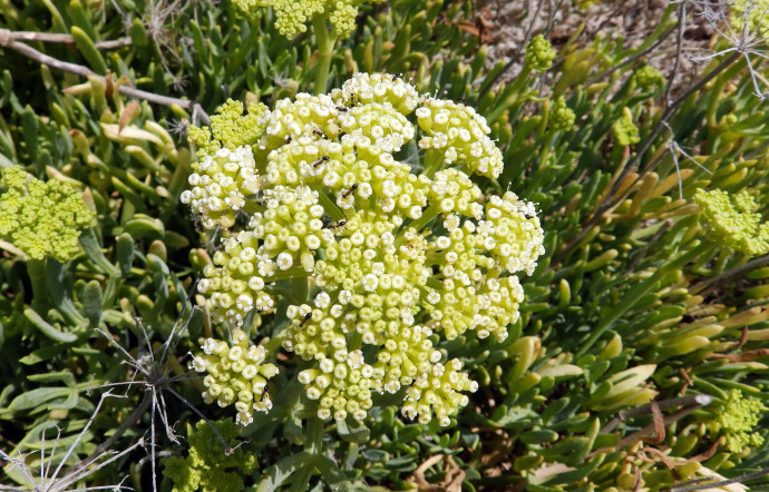 Cette plante buissonnante qui pousse en abondance sur les rochers et les falaises se concentre en touffes de 30 à 60 centimètres et fait partie des apiacées (ou ombellifères).
