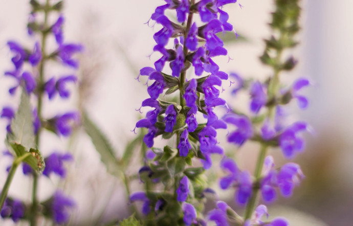 La sauge appartient à la famille des lamiacées, qui comprend d’autres plantes aromatiques comme la lavande, l’origan, le basilic, le romarin ou le thym.