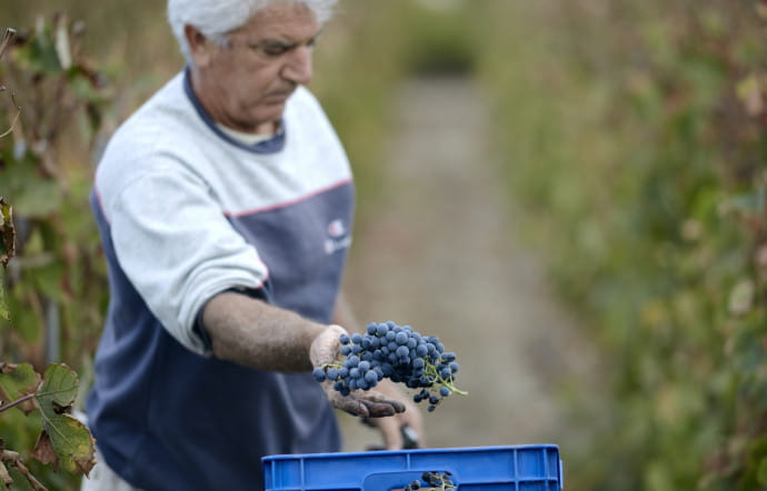 Vin grec : notre sélection des meilleures bouteilles 2/2