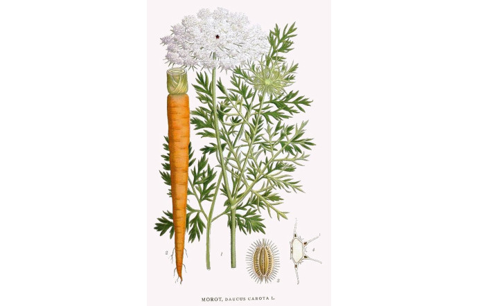 Daucus carota.
