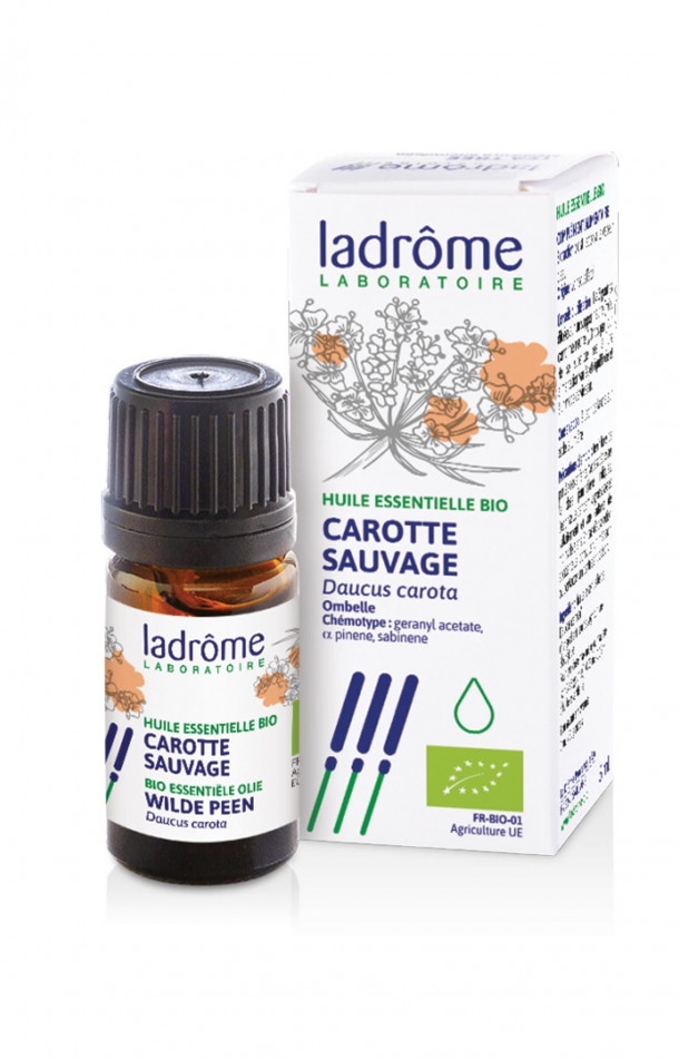 carotte-sauvage-medicinal-gastronomie-insert6encadre