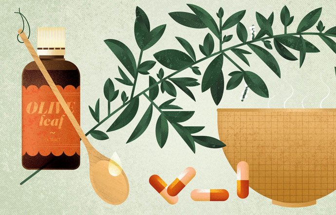 olivier sante arbre soigne - plante medicinale - the good life