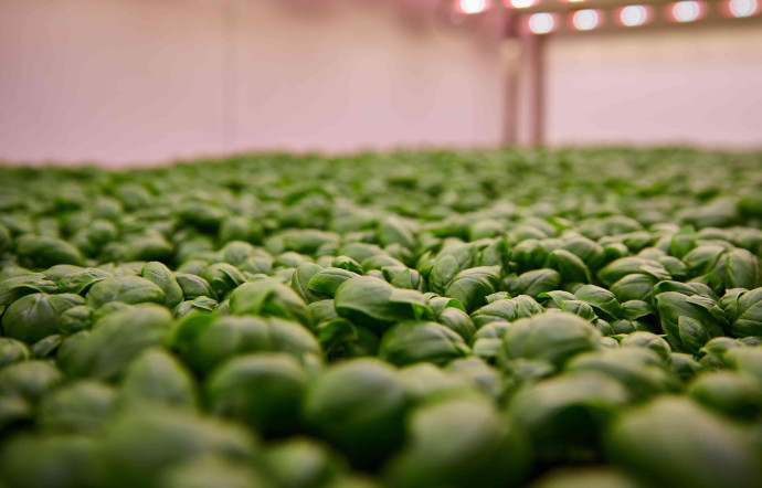 Dans le laboratoire de Planet Farms, installé dans une zone industrielle vieillissante, les plans de plusieurs variétés de laitues, de roquette et de basilic s’étagent du sol au plafond, sur trois niveaux.