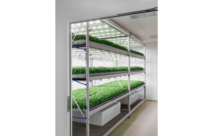 Dans le laboratoire de Planet Farms, installé dans une zone industrielle vieillissante, les plans de plusieurs variétés de laitues, de roquette et de basilic s’étagent du sol au plafond, sur trois niveaux.