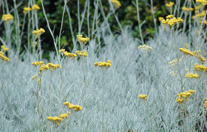 De la famille des astéracées et pouvant mesurer jusqu’à 50 centimètres de haut, la plante immortelle pousse sur les sols calcaires, sablonneux voire rocailleux.