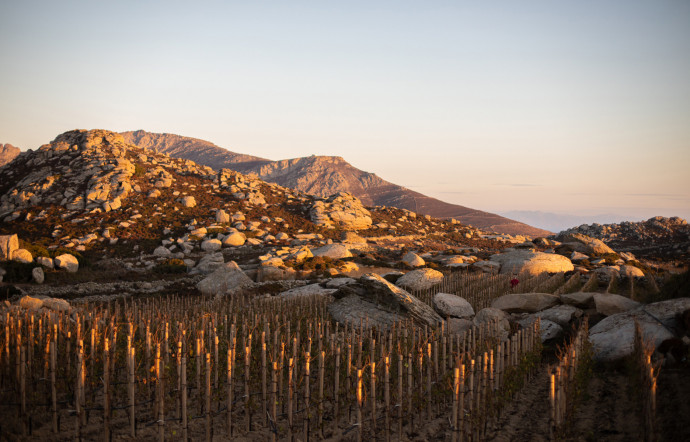 vins grecs tinos - the good life