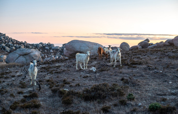 Avec des parcelles en espalier difficiles d’accès, un sol granitique pauvre, la viticulture existe pourtant depuis des millénaires à Tinos. Certaines vignes sont collées les unes contre les autres pour être protégées des éléments.
