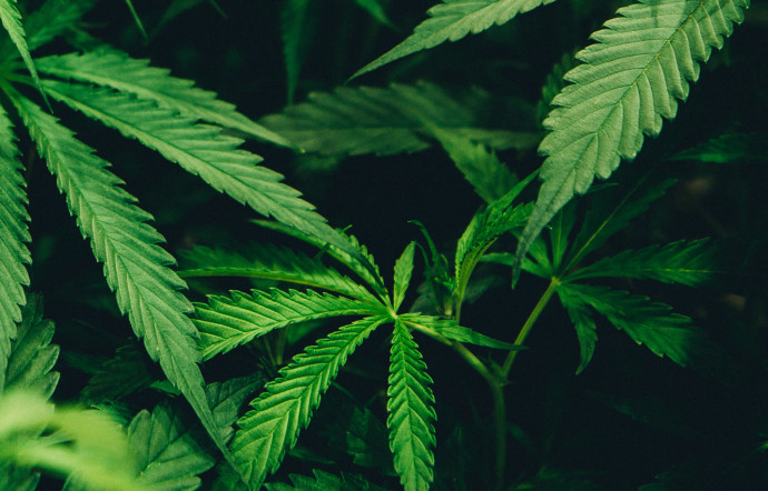 cannabis maroc légalisation chanvre rif 2021 - the good life