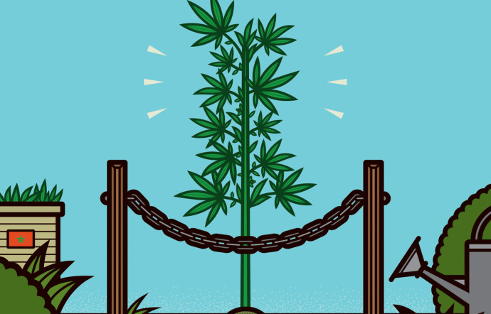 950 M $ : les revenus que le Maroc pourrait générer dès la première année de légalisation.