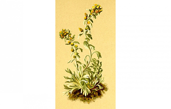 Artemisia genipi.