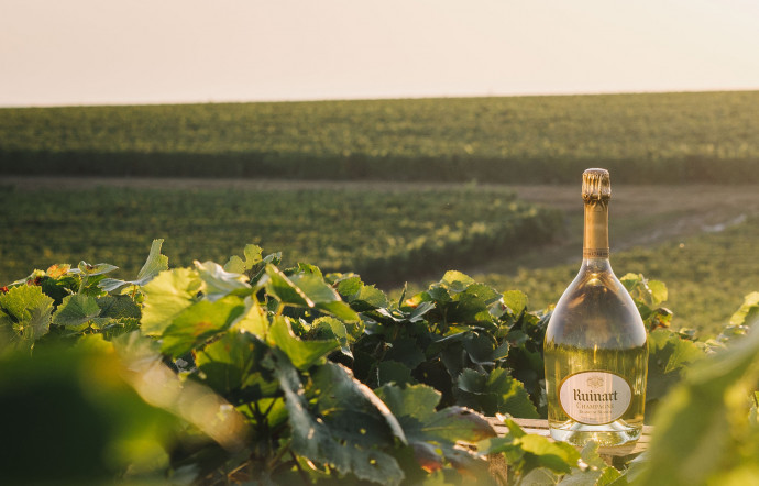 champagne blanc de blancs - the good life