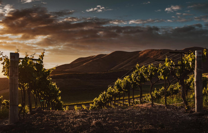 Good Wines les vins californiens côté nature - the good life