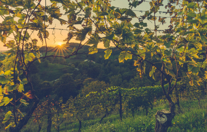 meilleurs-vins-muscadet-thegoodlife